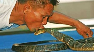 MOST COBRAS KISSED CONSECUTIVELY