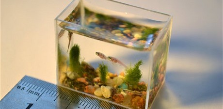 Smallest Aquarium Asia Book Of Records Asia Book Of Records