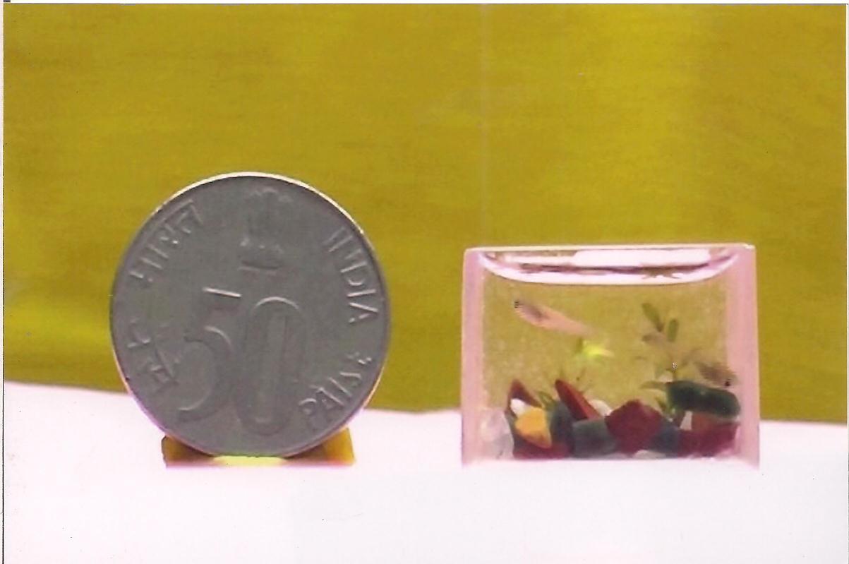 worlds smallest fish