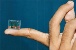Smallest Fish Tank