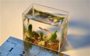 SMALLEST AQUARIUM