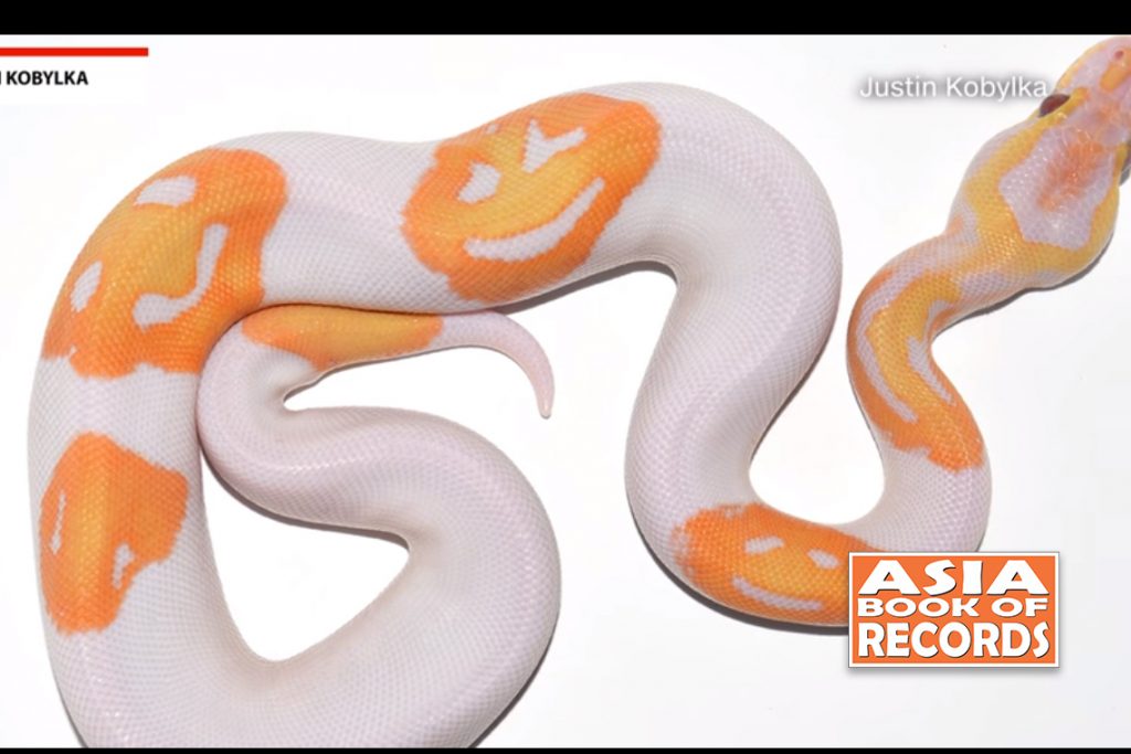 Breeder sells python with three smiley face emojis on it for $6,000 ...